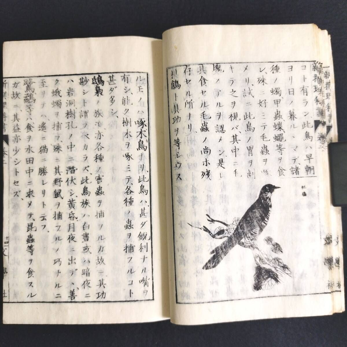 古書　和本　骨董品　浮世絵　時代物 絵入 教科書◇新撰理科書◇生物学 理学 動物 骨格図 虫ほか 明治