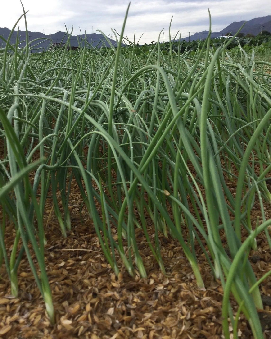 晩生種‼️もみじ3号100本‼️作りやすく高糖度で長期保存可能な品種