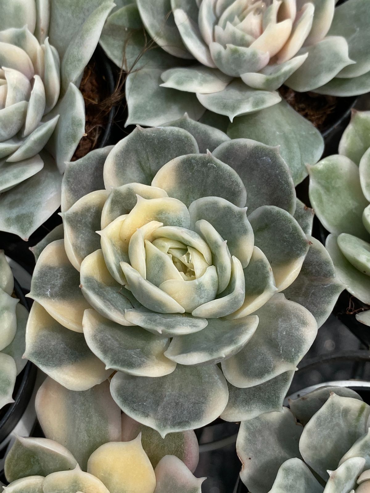 アンスノー錦 抜き苗