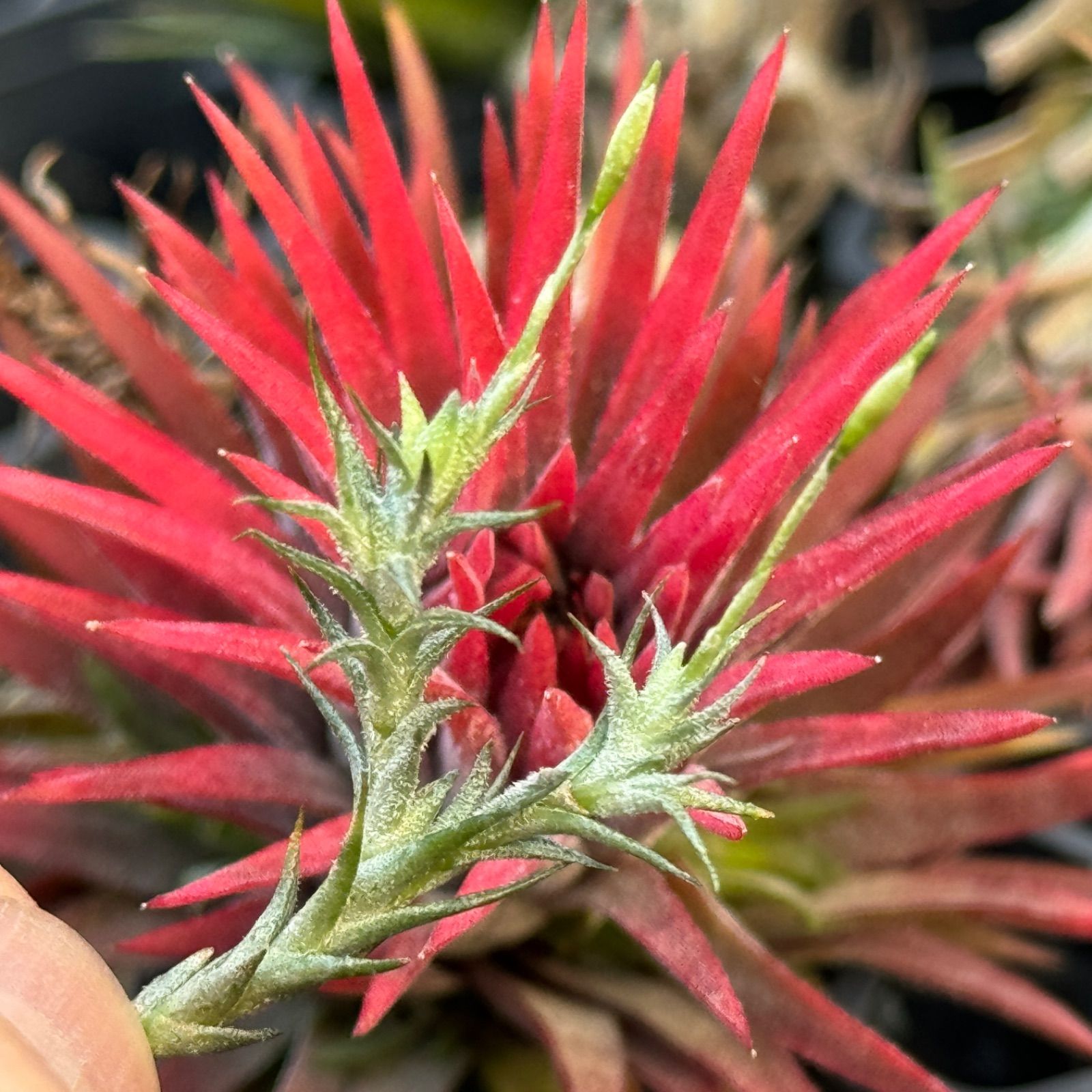 チランジア トリコレピス Tillandsia tricholepis＊エアプランツ