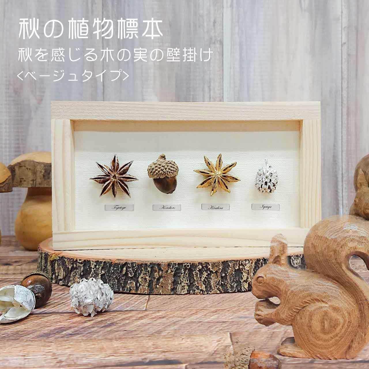 美しい木の実のようなキリアツメ【標本】 美しい木の実のようなキリアツメ【標本】 美しい木の実のような