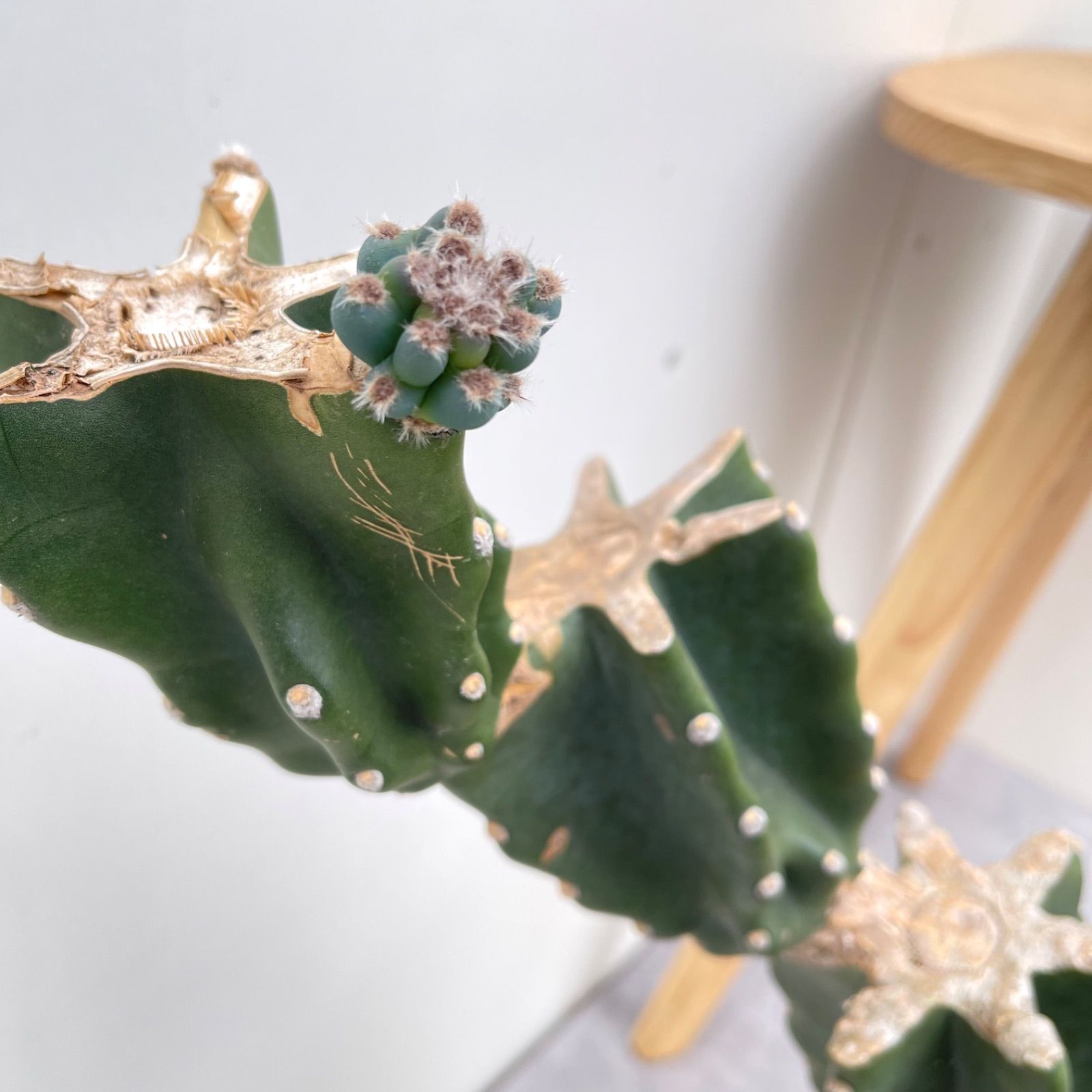 現品　サボテン　柱サボテン　ブランチ　鬼面角　3本植え　ドライガーデン 売約済※ 柱サボテン ブランチ 33【現品】観葉植物 ドライガーデン