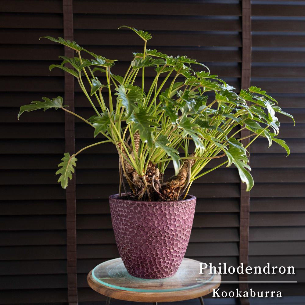 クッカバラ 8号プラ鉢 クッカバラ 8号プラ鉢