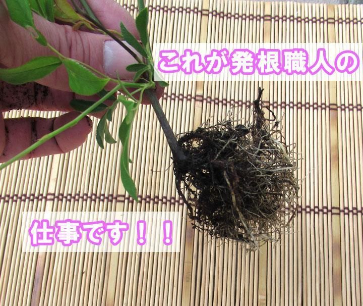 モッコウバラ アソート３株セット 花色不明 発根済 おまかせ株 八重咲き クリックポスト発送