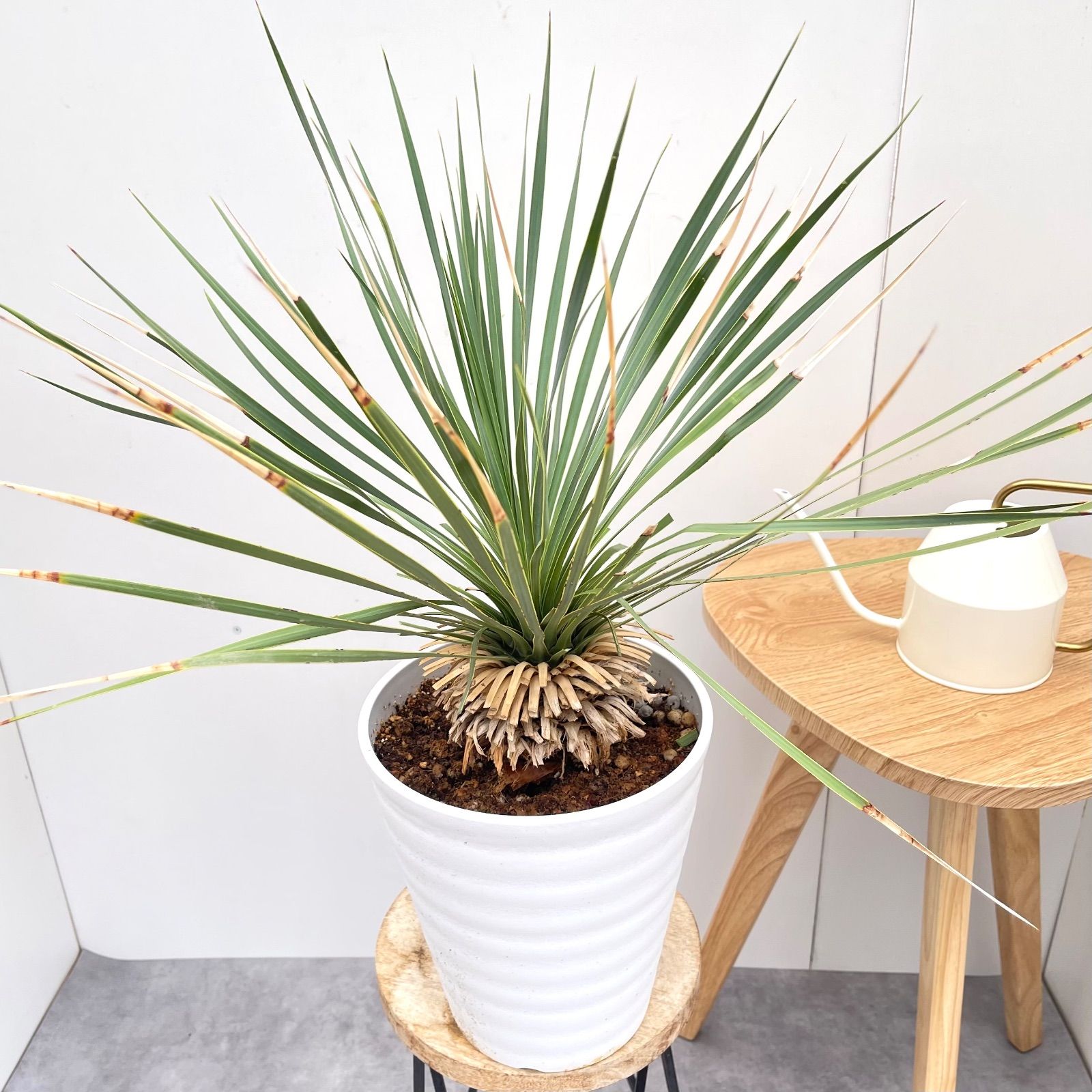 サファイアスカイズ 16