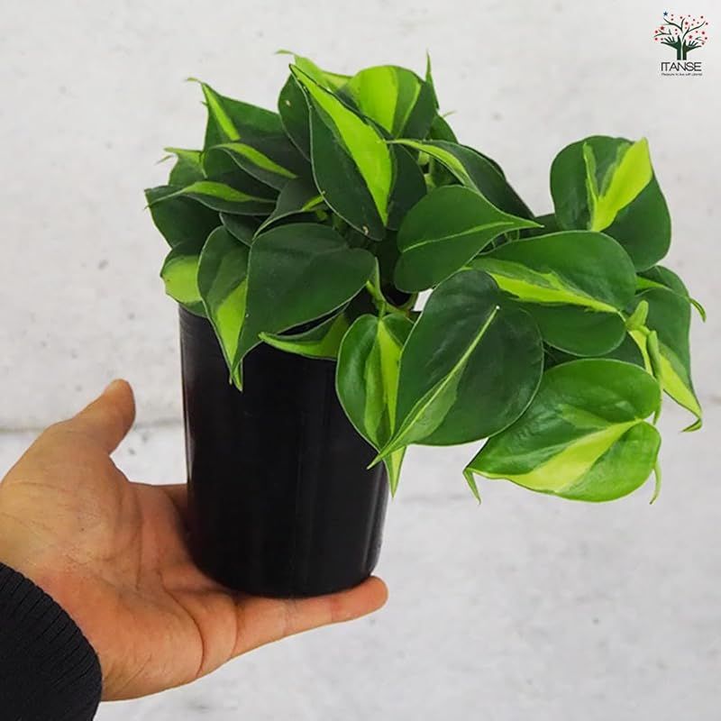 小さいながらも存在感があり