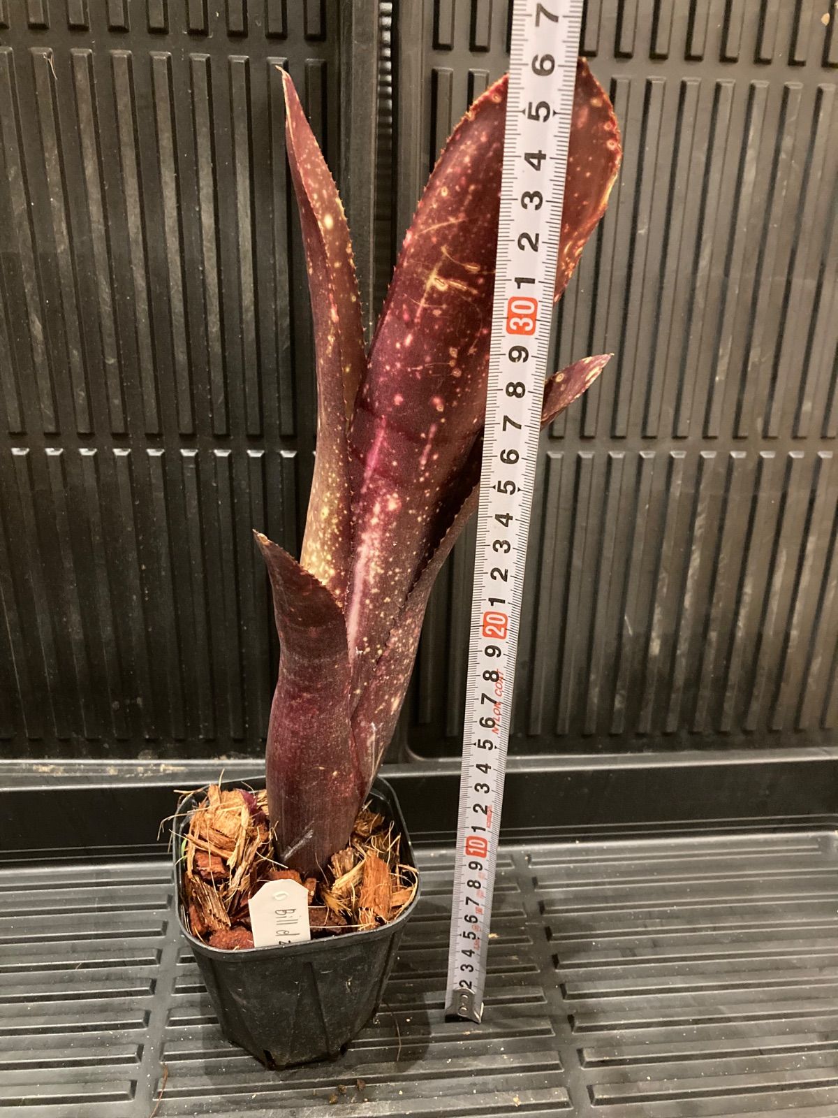 Billbergia 'El Zorro'〔ビルベルギア〕現品発送B0280 Billbergia 'El Zorro'〔ビルベルギア〕現品発送B0280