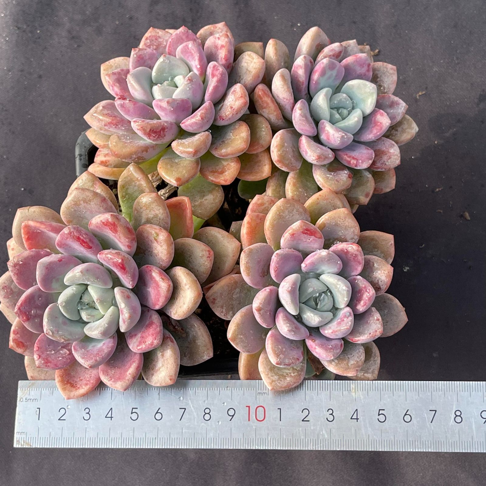 YW67ホワイト・韓国苗 多肉植物 抜き苗 エケベリア 即購入可 - メルカリ