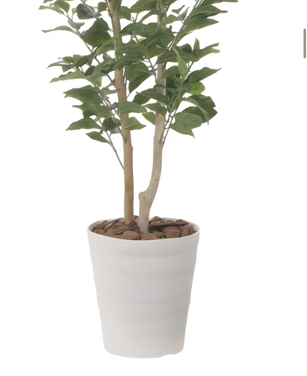 光触媒 人工観葉植物 ウォールグリーン フェイクグリーン レモンツリー
