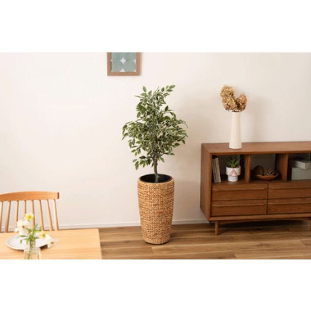 観葉植物 植物