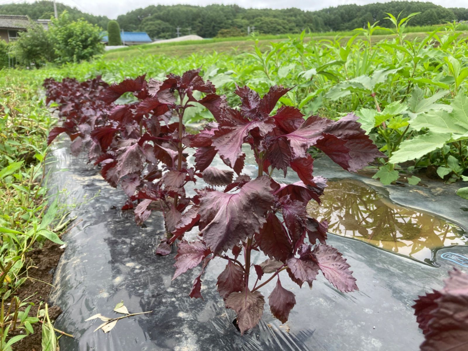 赤紫蘇と青紫蘇のセット※写真のクエン酸はつきません栽培期間中農薬化学肥料不使用