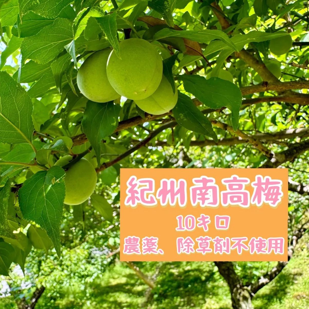 和歌山県産 紀州南高梅 青梅 10キロ 農薬 除草剤不使用