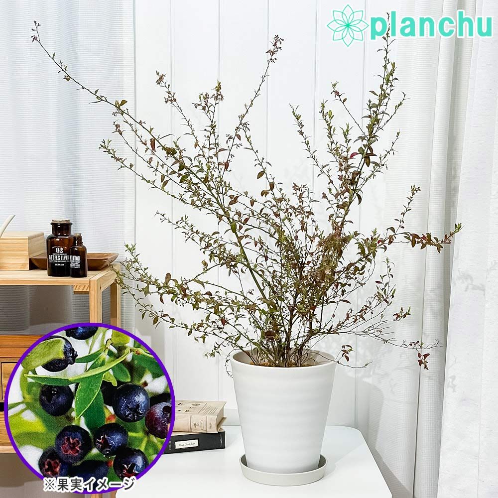 PLANCHU 果樹 ビルベリー 7号鉢 受け皿付き 育て方説明書付き Vaccinium myrtillus 苗 苗木 庭木 植木 ブルーベリー