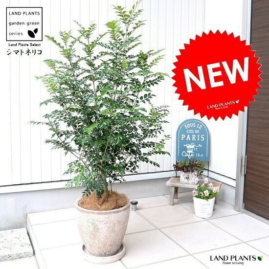 美品貴重 白地に手描きのムスカリテラコッタ鉢 3号 3個セット 穴なし