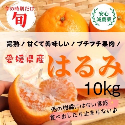 愛媛県産 島育ち 低温熟成 甘い はるみ みかん 10㎏ 箱込み 2月上旬発送開始
