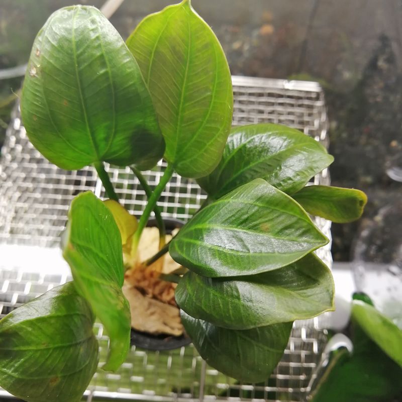 激レア 希少 エキノドルス オパクス エキノドルス オパクス ヴェルデ産 1ポット Echinodorus opacus Verde