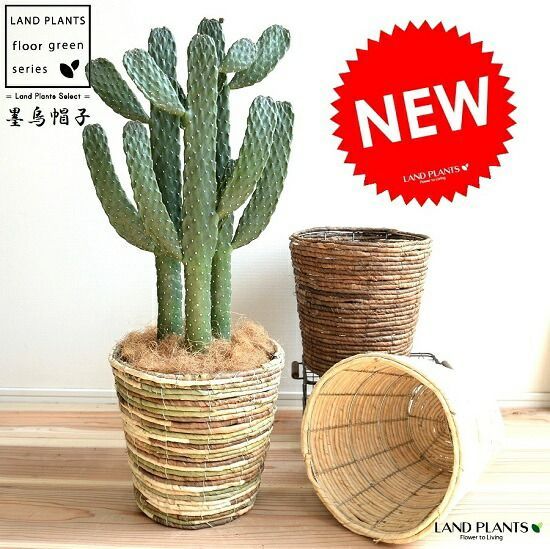 フィカス アルテシマ 8号 144cm S-shaped tree form フィカス