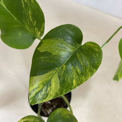 大*葉様 モンステラ ボルシギアナ オーレア 斑入り 観葉植物 葉傷みあり 斑入りモンステラ ボルシギアナ オーレア