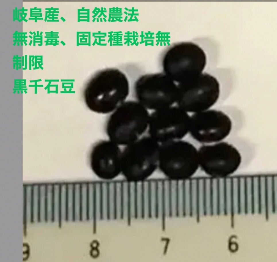 ご注文承り中、自然農法、岐阜県産、無消毒、家庭菜園のタネ、　固定種、継ぐこと可能、栽培無制限 黒豆、黒大豆　黒千石50粒¥328円