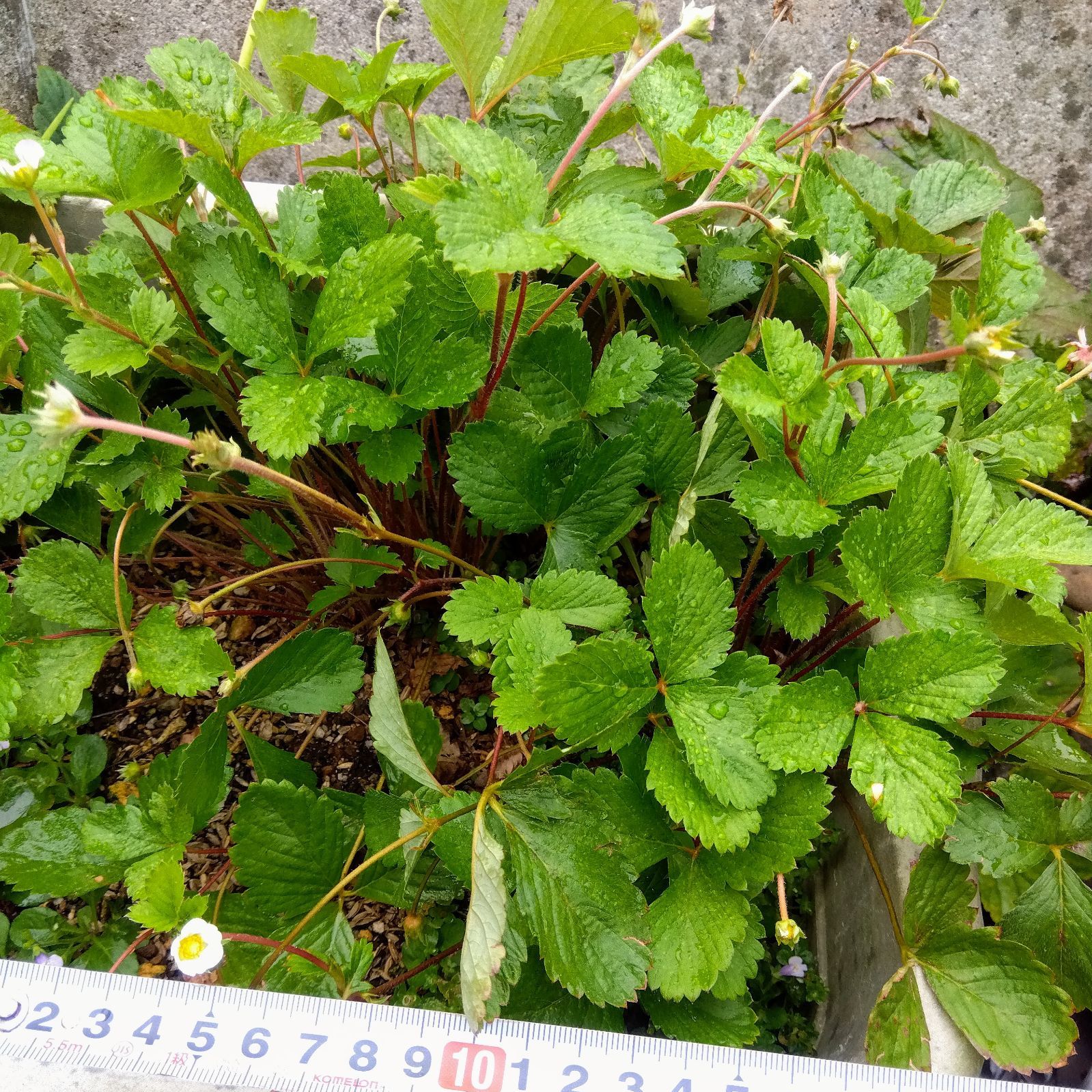 ネコポス】大きめ2株*＊○ワイルドストロベリー＊*○土付き抜き苗 農薬