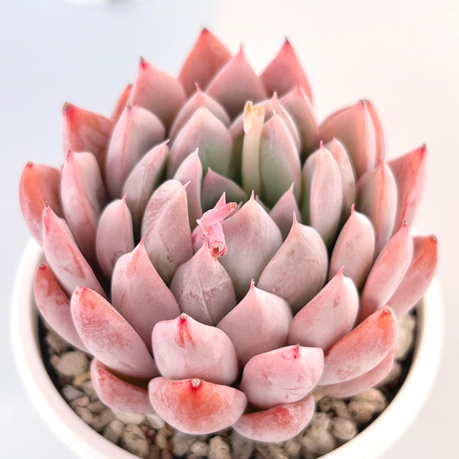 エケベリア ピンクローズ No.c197 新入荷 ピンクラブリーローズ エケベリア 多肉植物 - メルカリ