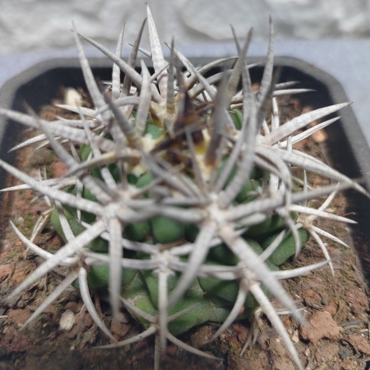 た*し様 ギムノカリキウムフェロシオール　サボテン　コピアポア　国王丸 ギムノカリキウムフェロシオール サボテン コピアポア 国王丸