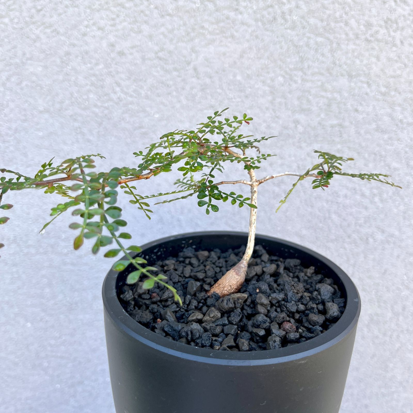 オペルクカリア パキプス 実生株 オペルクリカリア パキプス 実生【321