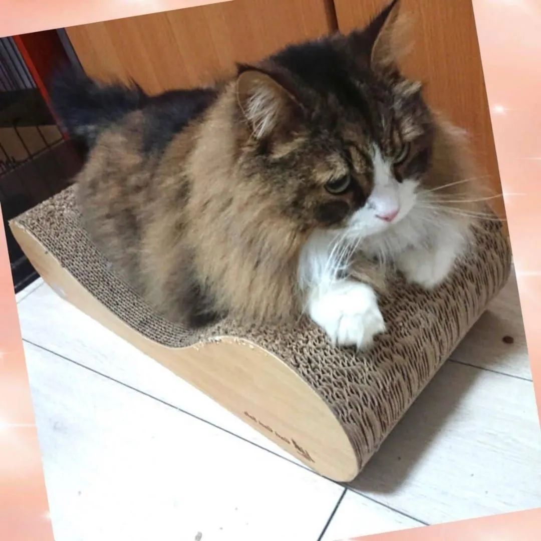 愛猫ちゃんの爪研ぎとしてのみならず寛げるソファーやベッドとしても大活躍♪
