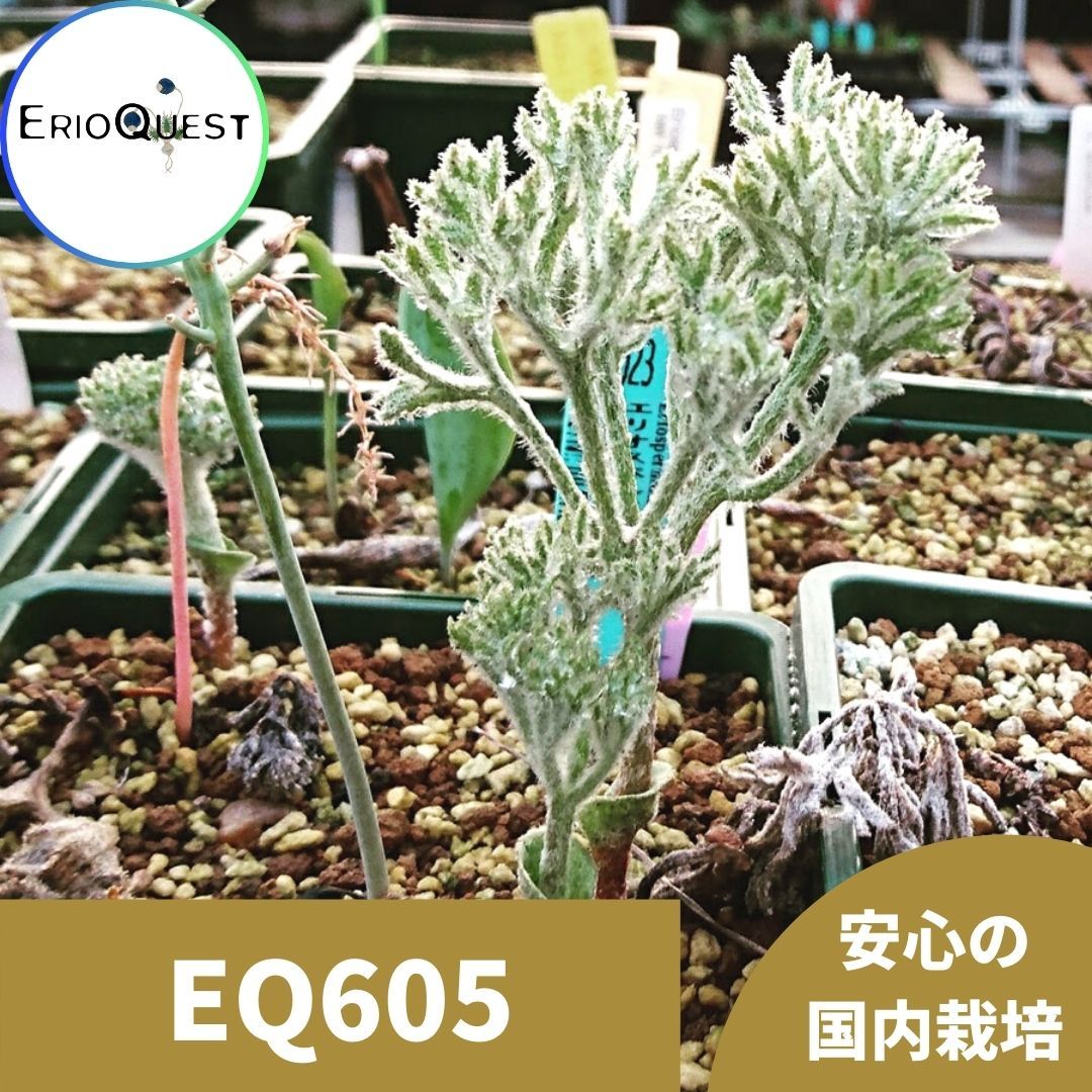 エリオスペルマム ドレゲイ Eriospermum dregei type-ES EQ605