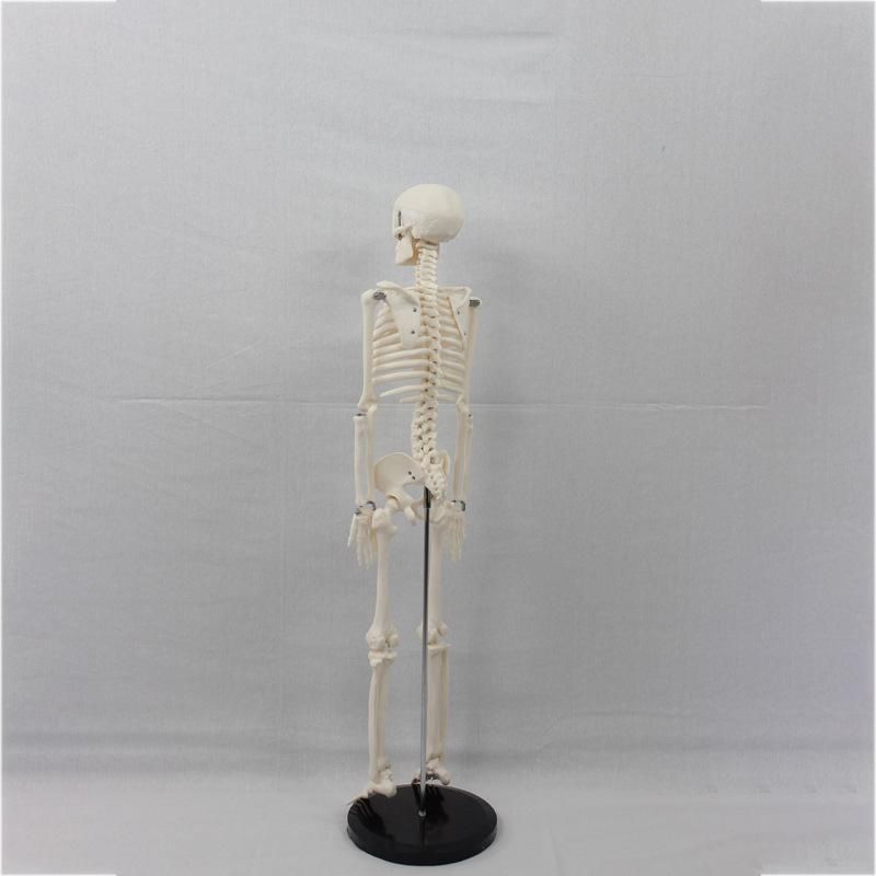 人体模型 骨格模型 85cm 1/2サイズ 骨格標本 骨模型 医学 教学 教材 人体