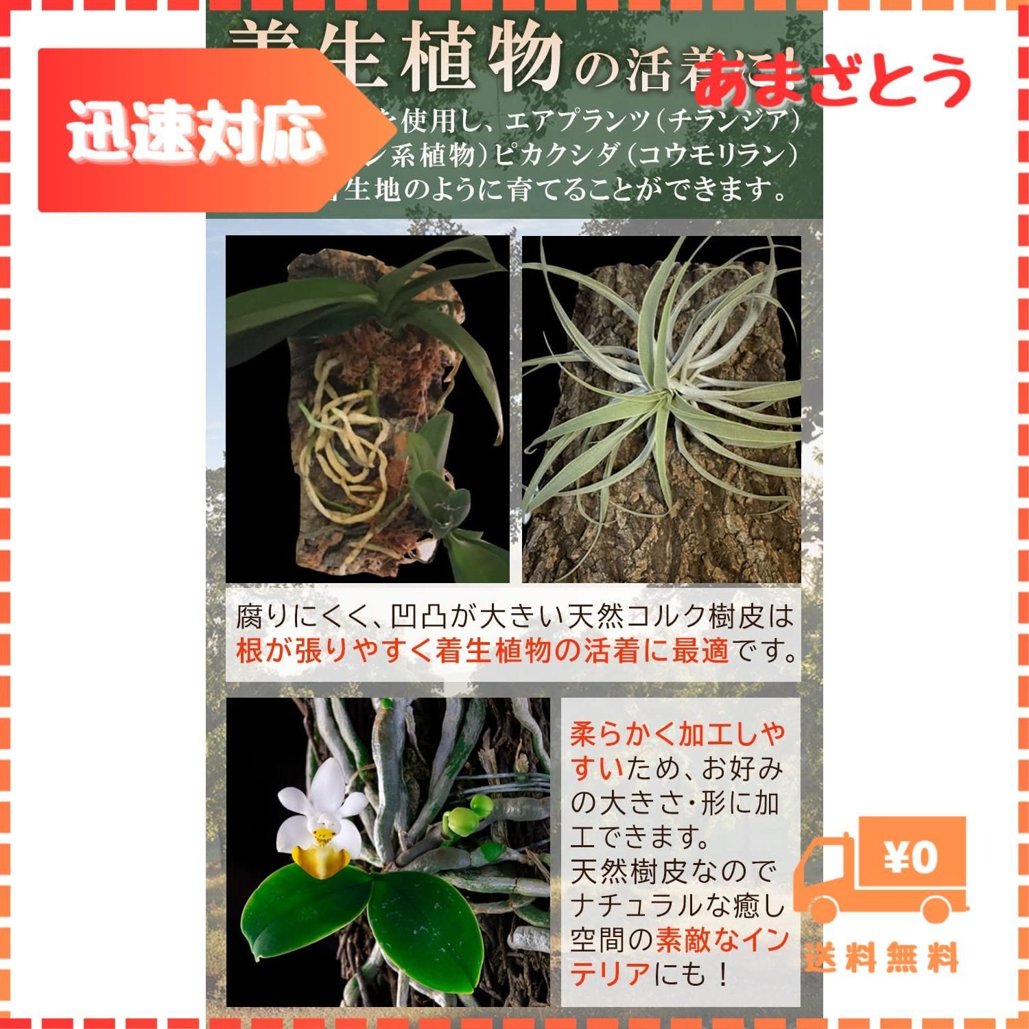 迅速発送】WinJapan 【訳あり】 コルク樹皮 B級品 着生 ビカクシダ 蘭 爬虫類 観葉植物 本物 ヘゴ板 (中サイズ150×200 5枚) -  メルカリ