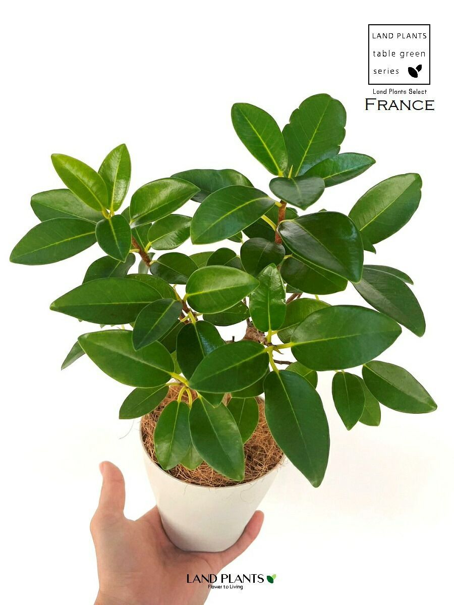 希少】フランスゴム（幹太）1鉢 4号 ポット苗 ゴム ゴムの木