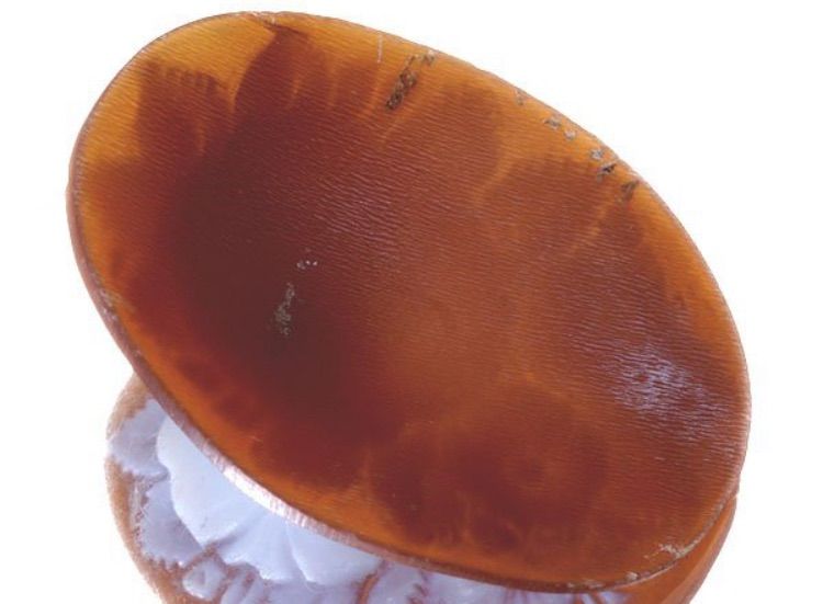 1円～【ジュエリー極】作家品サイン有り 荘厳な情景 高級シェルカメオルース 59.7mm×45mm！ h1434v【送料無料】 ジュエリー極作家品サイン有 素敵な花の彫刻 高級シェルカメオルース