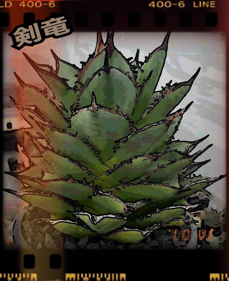 アガベ チタノタ 剣竜 タワーオブバベル 強棘 優良血統子株 縦に成長