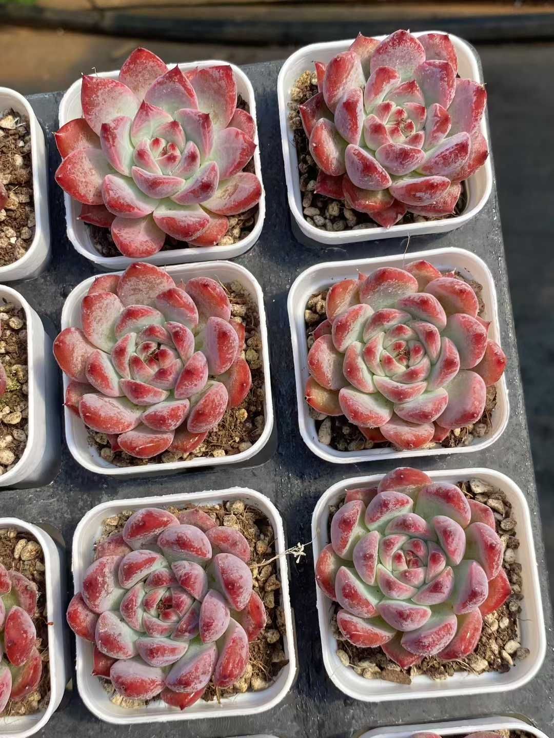 48株の抜き苗セット ダイヤモンドコロラータ 多肉植物 佐川急便発送 エケベリア 韓国苗 MY418