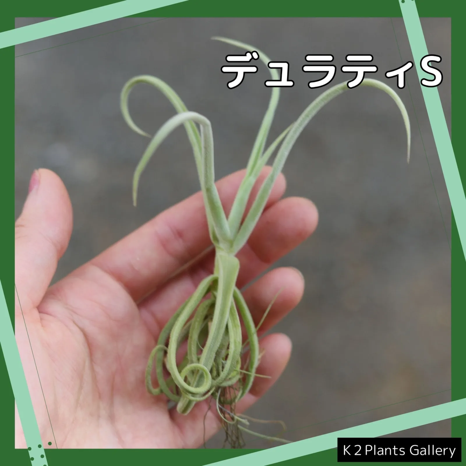 2025年最新】チランジア ドゥラティの人気アイテム - メルカリ