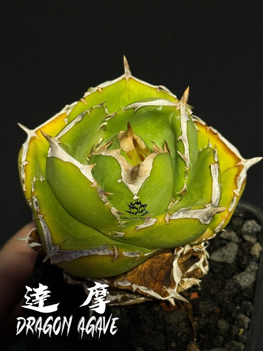 ☆台湾産☆アガベ チタノタ ぶつぶつ 魔花龍 子株 ドラゴンアガベさん