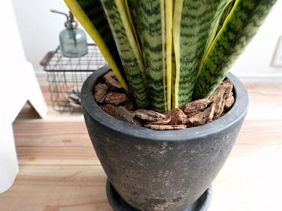 サンスベリア　ローレンティ　バルーン陶器鉢　植え込み発送 サンスベリア ローレンティ バルーン陶器鉢 植え込み発送 【公式通販】