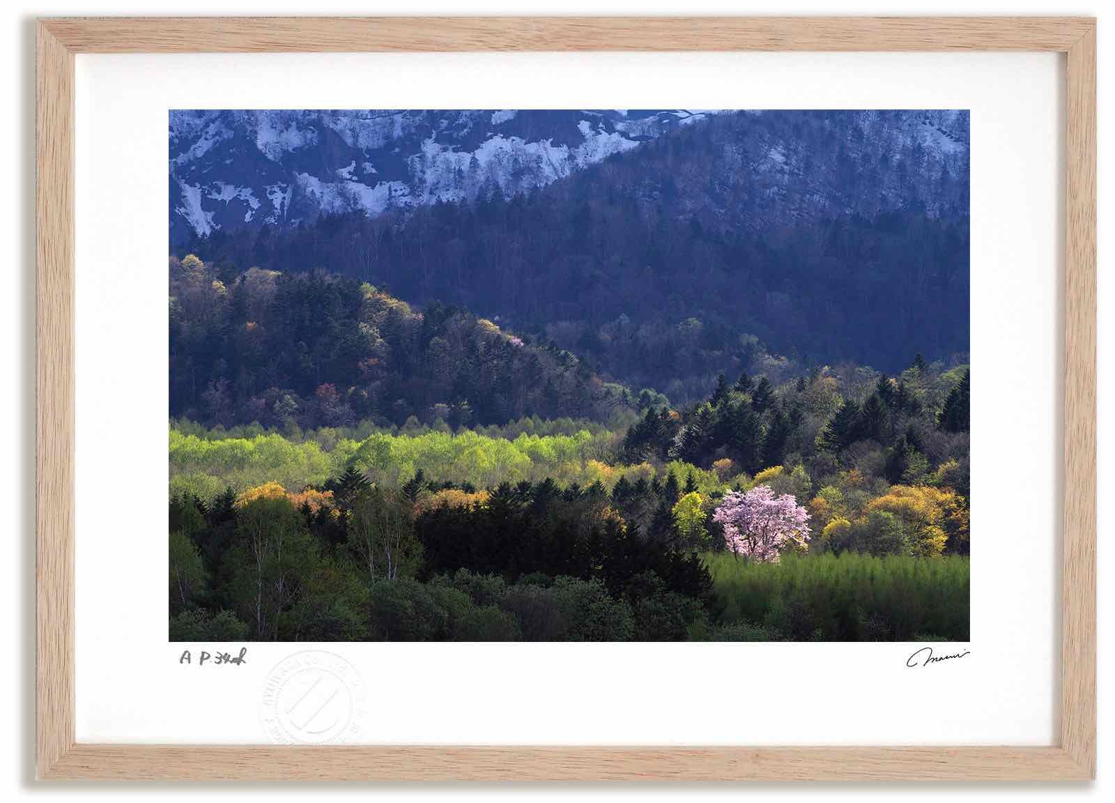 写真家 川上緑桜 パネル作品 【公式通販】