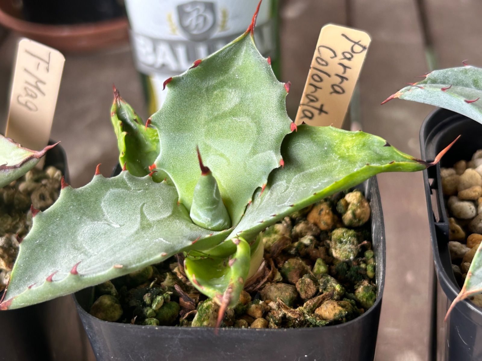 アガベ ハイブリッド 子株セット 【公式通販】