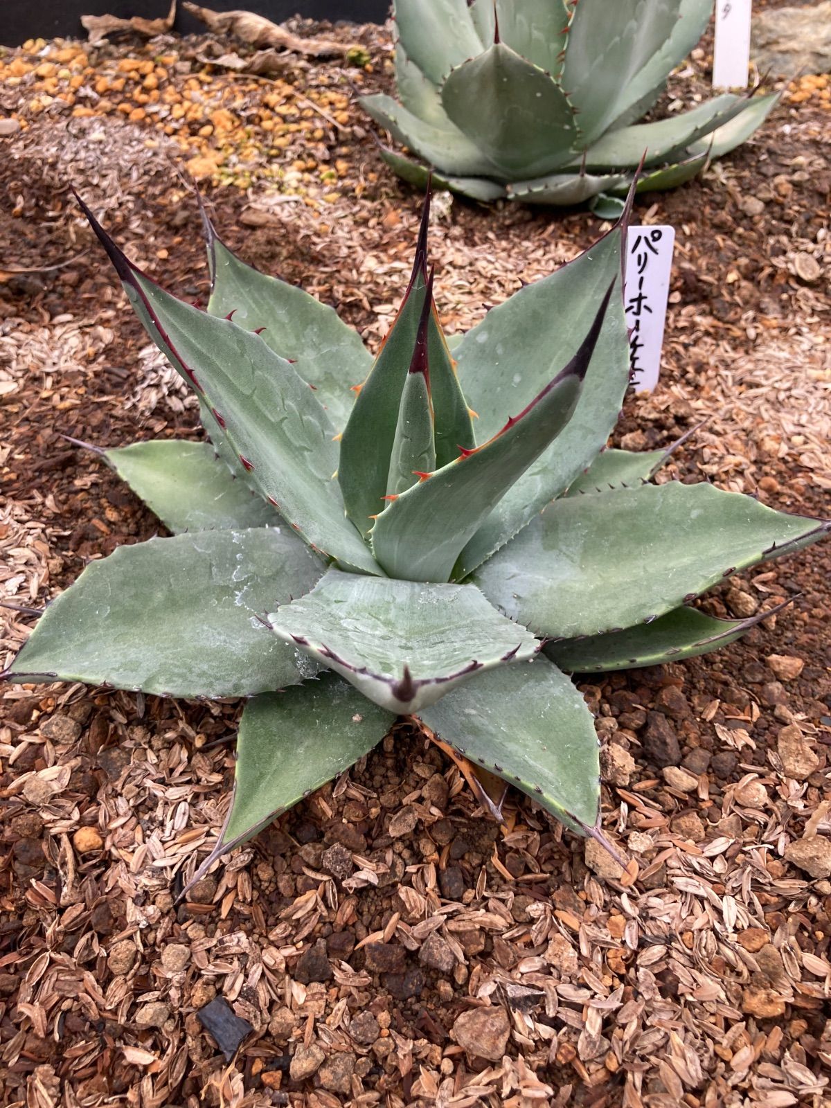 アガベ 吉祥天錦 パリーホーチエンシス アガベ 吉祥天錦 パリー 吉祥天