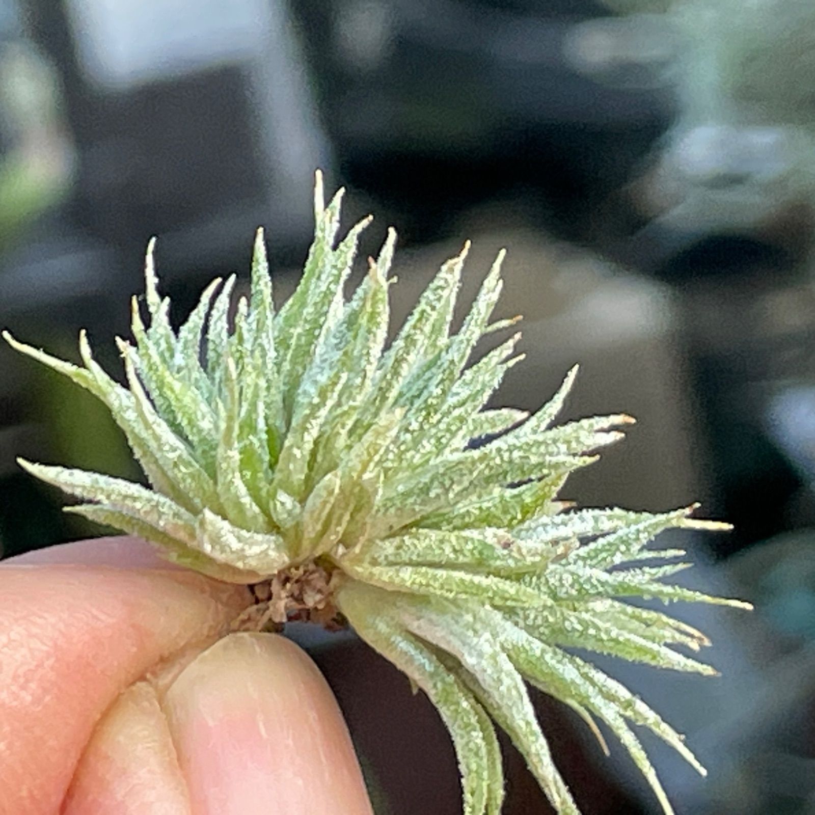 チランジア イオナンタ モンストローズ Tillandsia ionantha Monstrose