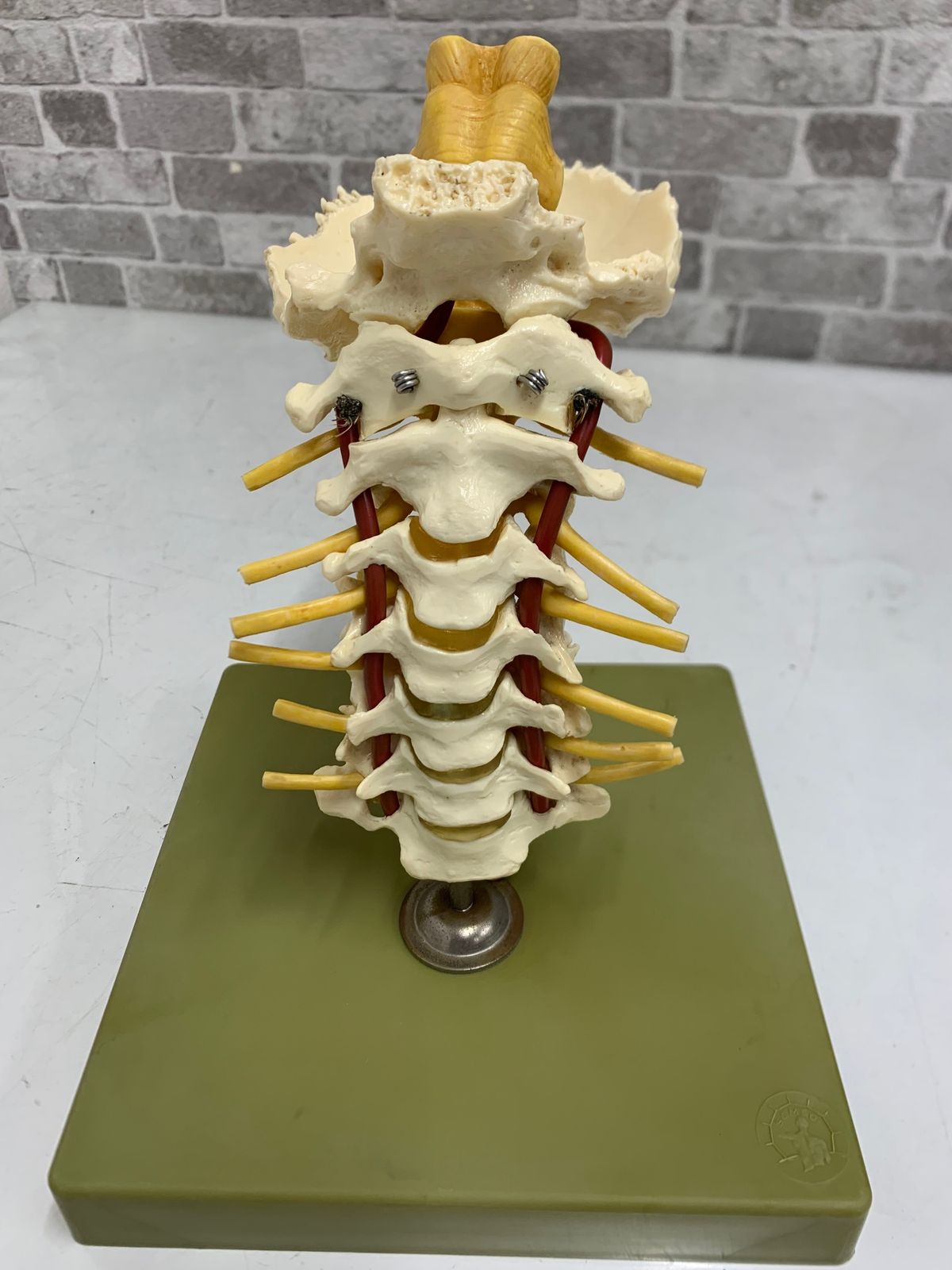 SOMSO ソムソ社 ベスト 人体模型 頸椎模型 SOMSO(ソムソ)社製 脊柱模型