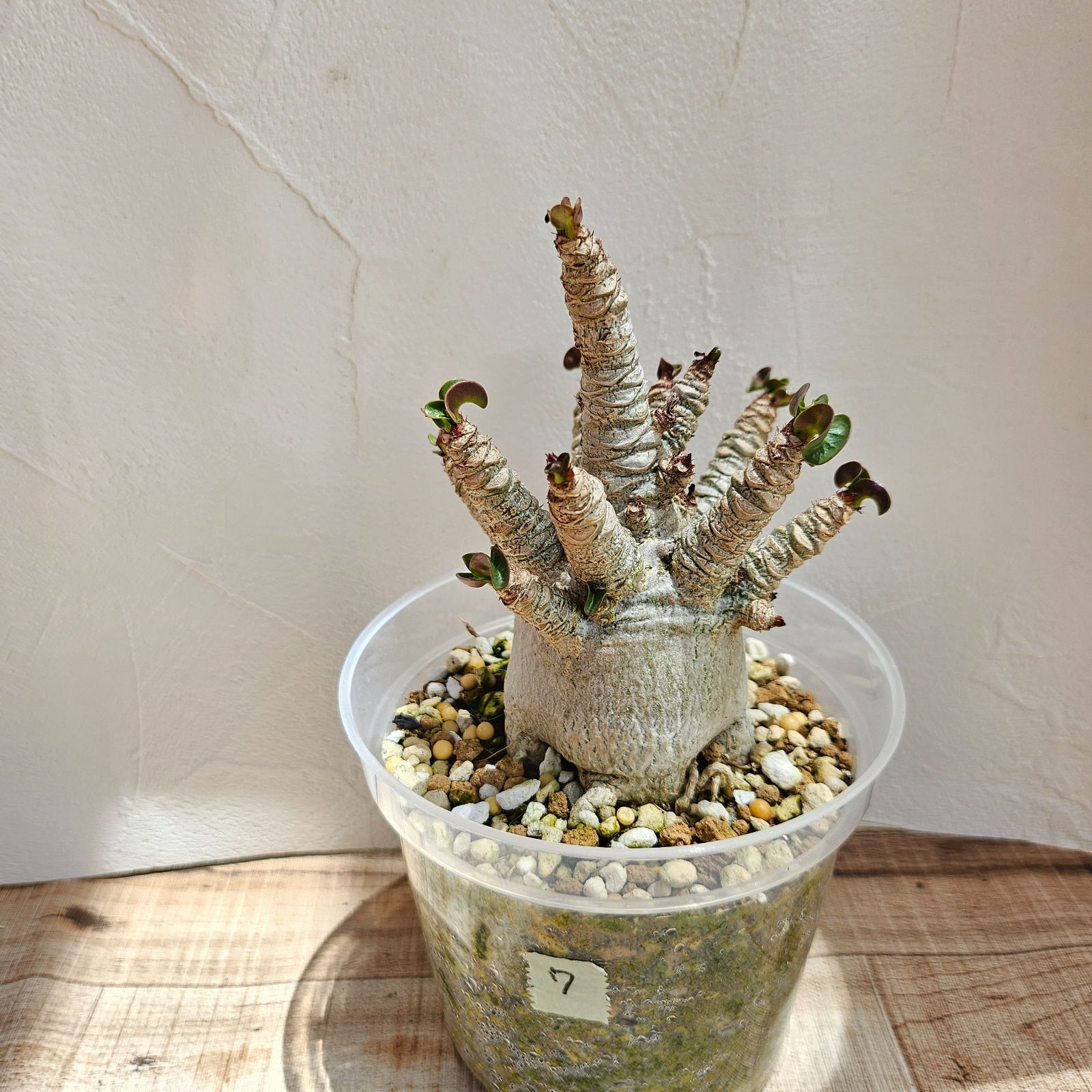⑦《 Adenium Arabicum D.H.A》アデニウム アラビカム 獅子葉