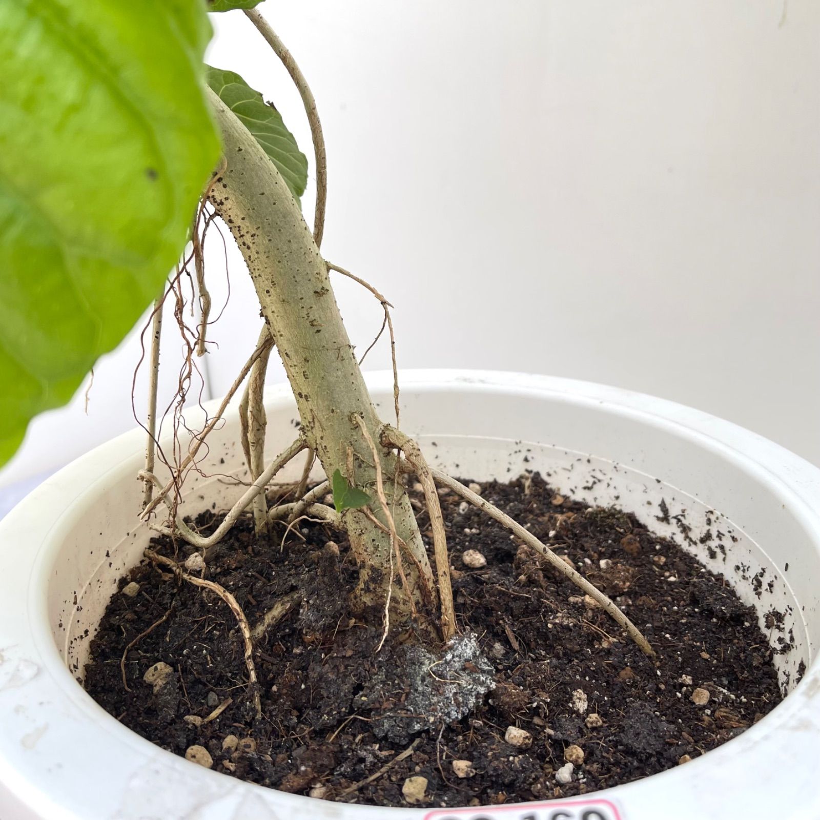 現品 観葉植物