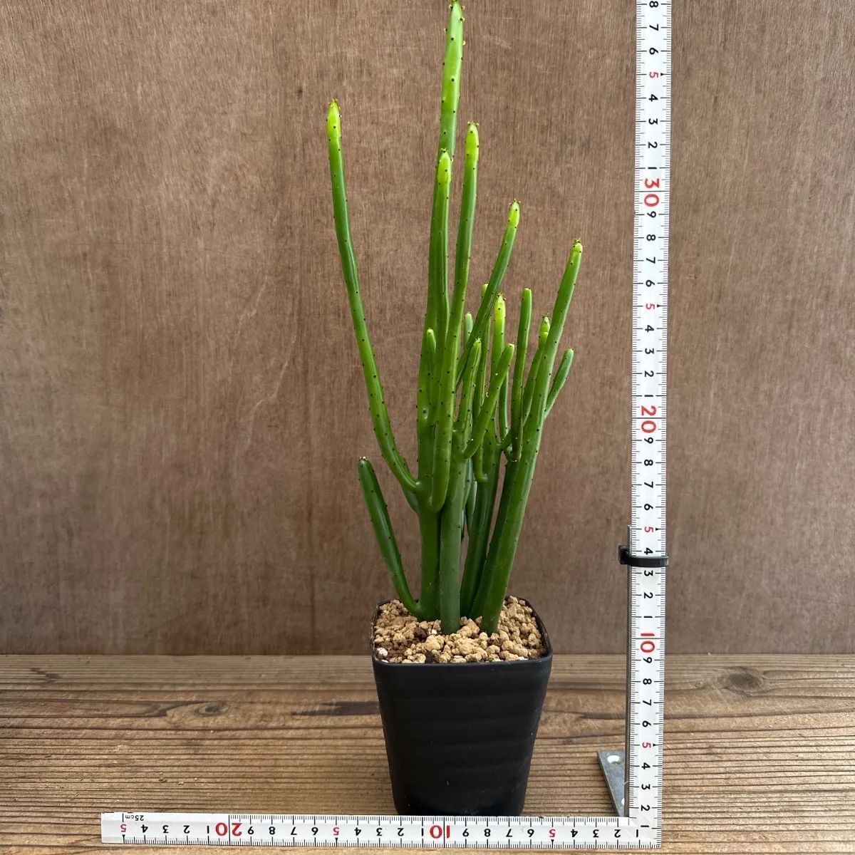 ユーフォルビア5種セット Euphorbia 現品 観葉植物 観葉 植物 珍奇