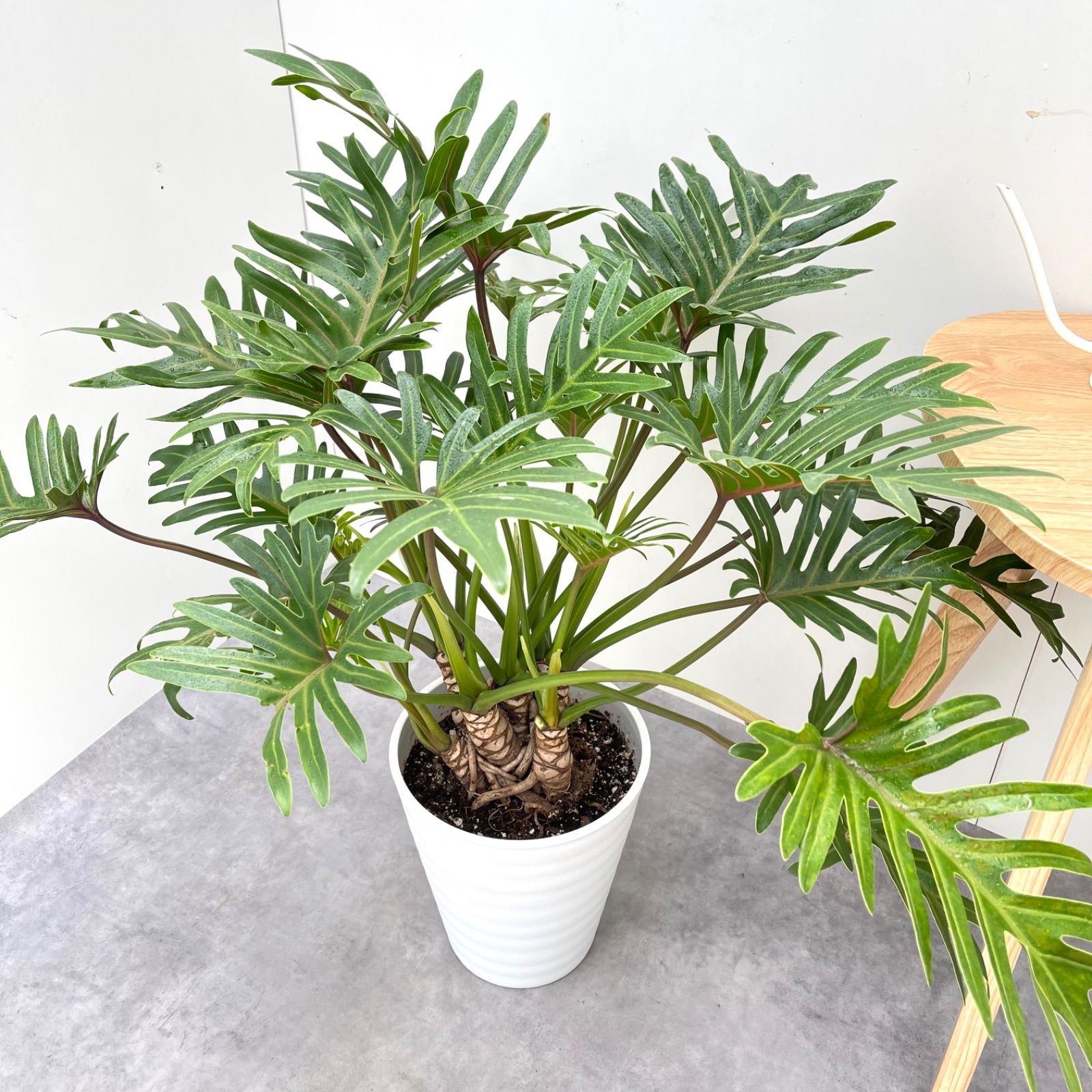 観葉植物