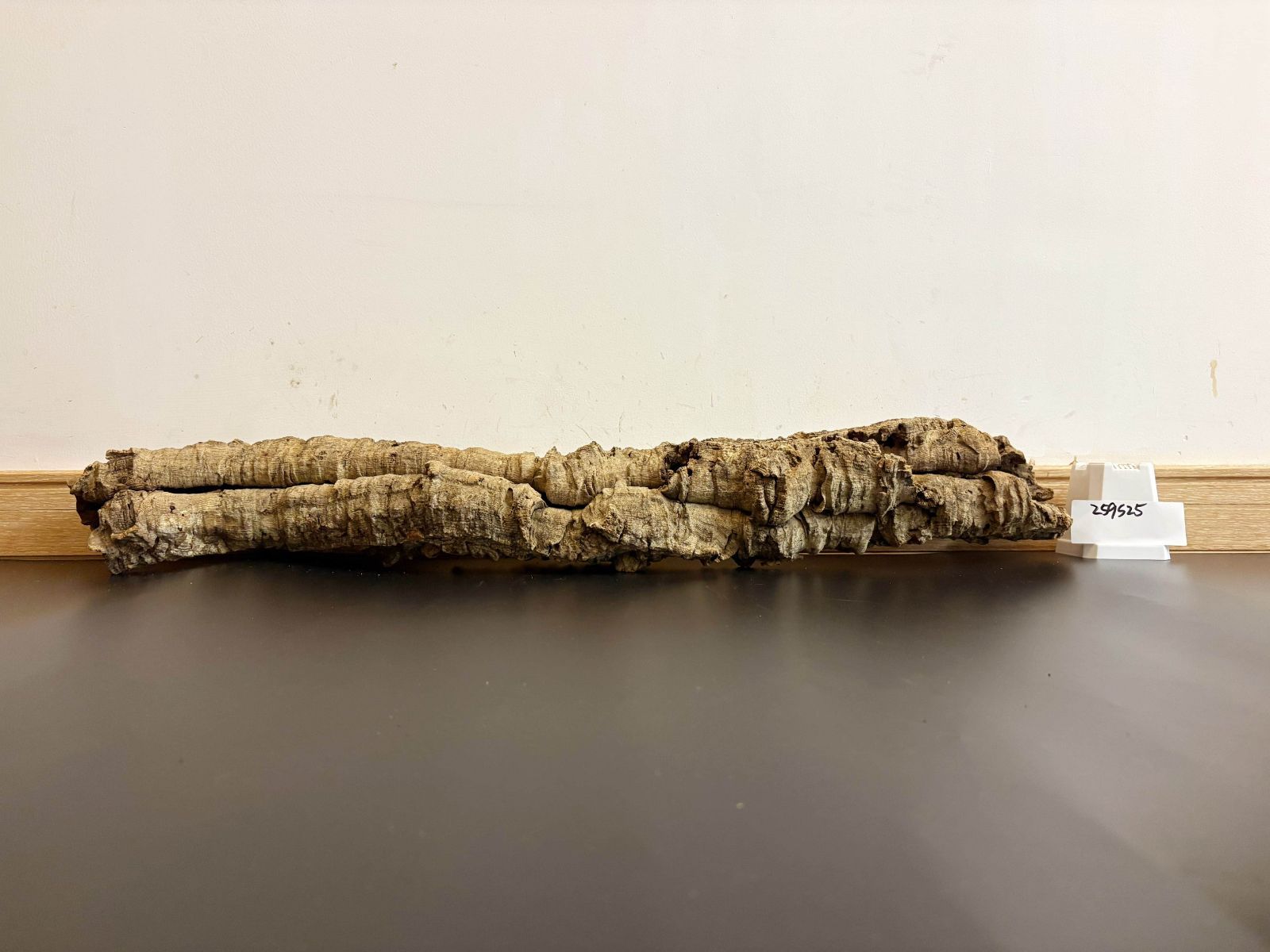 259S25 ポルトガル産 キャノンコルク コルク樹皮 コルク板 バージンコルク 送料無料 チランジア ビカクシダ 着生ラン 両生類 爬虫類