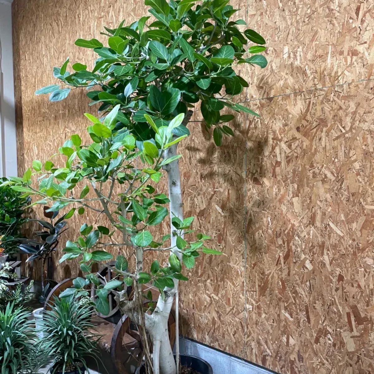 ベンガルゴム ゴムの木 超特大鉢 観葉植物 シンボルツリー 