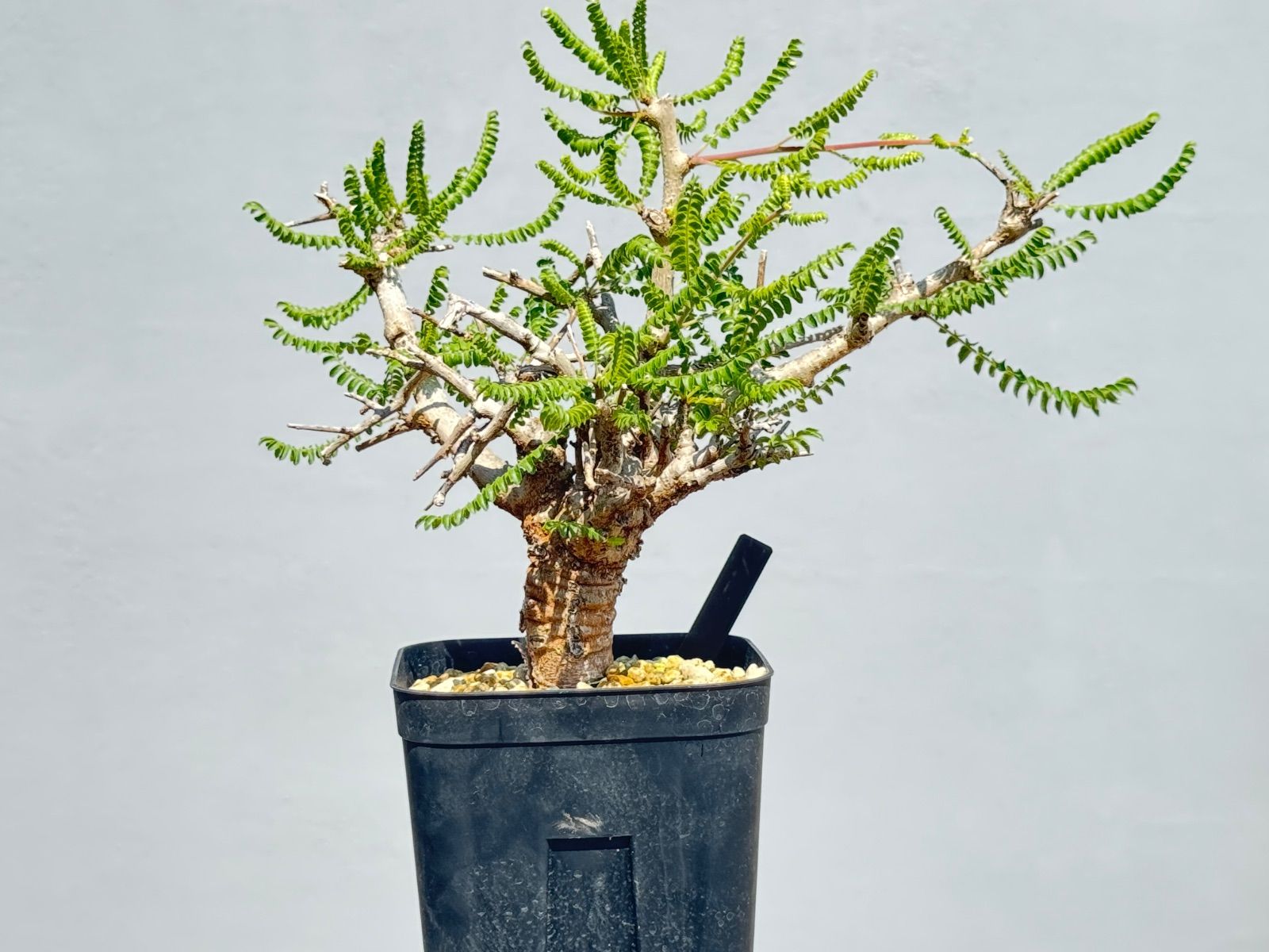 植物 ネグレクタ 本店 ボスウェリア ネグレクタ 3 5号鉢植え の通販 公式